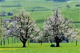 blühende Kirschbäume in der Schweiz