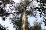 Eukalyptusbaum - ökologische Katastrophe vor Ort