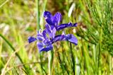 blühende blaue Iris