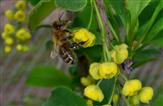 Honigbiene auf gelber Berberitze