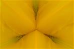 gelbe Schwertlilie Blütenboden