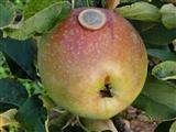 Apfel aus dem Triesdorfer Pomoretum