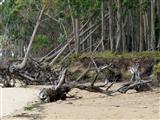 Eukalyptuswald am Strand