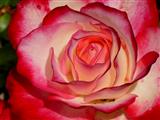 Schönheit einer Rose