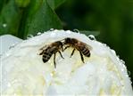vom Regen überraschte Honigbienen