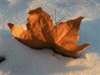 Platanenblatt im Schnee