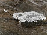 Eis-Wasserschildkröte
