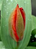 graziöse Tulpe