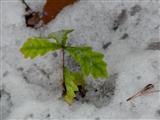 junge Eiche im Schnee