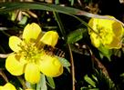 Honigbiene auf Winterling
