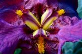 Naturschönheit rostrote Bart-Iris
