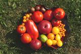 unsere Tomatenvielfalt