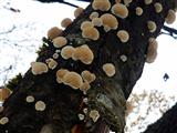 Pilze auf Birke ersetzen Schneeflocken