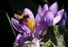 Honigbiene auf Krokus