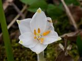 Märzenbecher-Frühlingsknotenblume