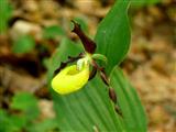 Frauenschuh-Orchidee im Wald bei Lichtenegg