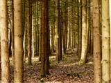 deutscher Wald