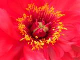 Blütenmittelpunkt einer roten Strauchpäonie