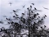 Krähen auf Schlafbaum
