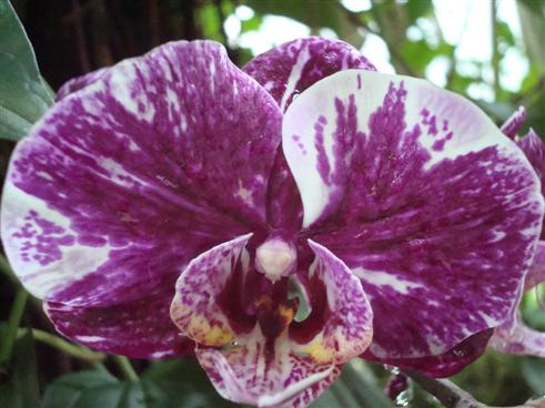 Orchidee weiss-lila