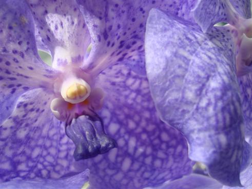Orchidee blau