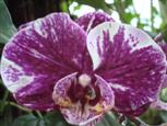 Orchidee weiss-lila