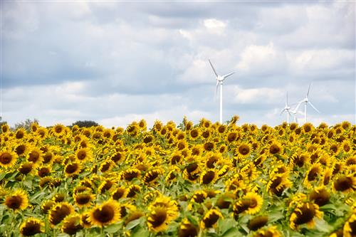 Sonnenblumen und Windkraft