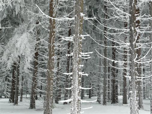 Vterchen Frost regiert im Zauberwald