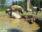 Schweine auf der Weide mit Suhle