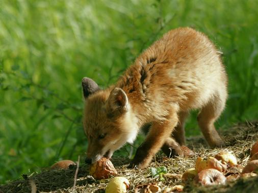 Junger Fuchs auf einem Kompost