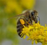 Honigbiene auf Kanadischer Goldrute