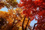 Farben im Herbst