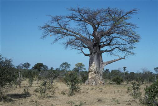 Baobab, Affenbrotbaum
