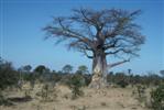 Baobab, Affenbrotbaum