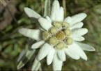 Edelweiss, Leontopodium nivale