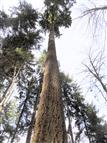 Höchster Baum Deutschlands