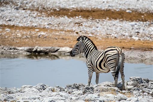 Zebra an der Wasserstelle