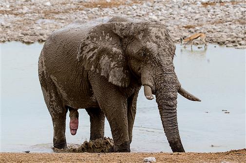 Elefantenbulle nach dem Schlammbad