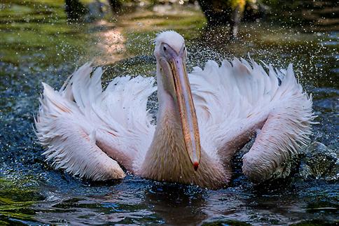 Pelikan im Tierpark Hagenbeck