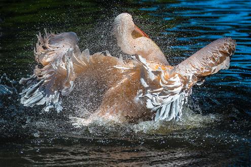 Pelikan Tierpark Hagenbeck (Gefiederpflege)