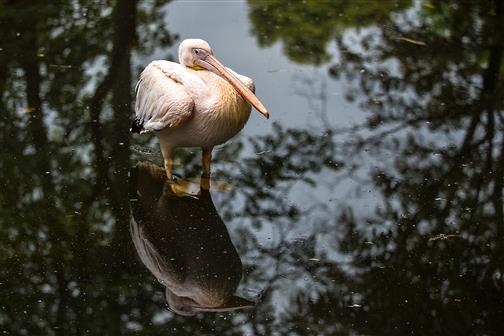 ruhender Pelikan (Tierpark Hagenbeck)