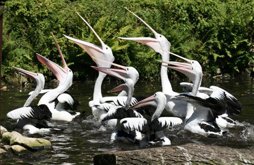 Pelikane bei der Ftterung