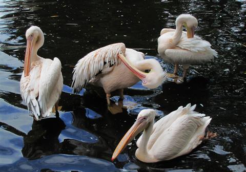 Gefiederpflege (Pelikane)