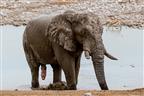 Elefantenbulle nach dem Schlammbad