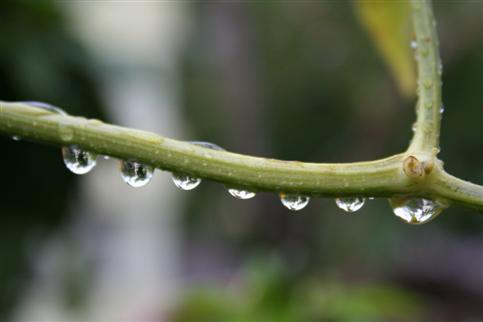 Wassertropfen an Paprikastngel nach Regenschauer