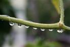 Wassertropfen an Paprikastängel nach Regenschauer
