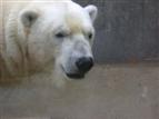 Polarbär-Anian-Prowo09