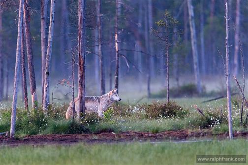 Wolf in finnischer Mittsommernacht