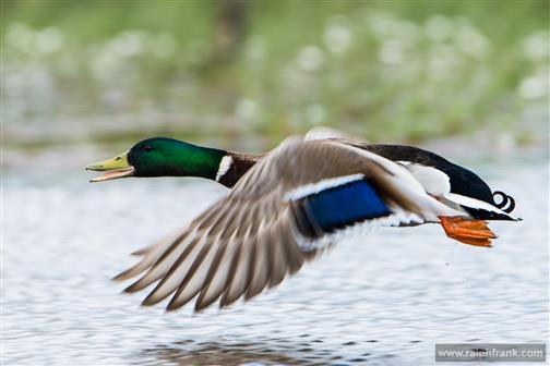 Flying duck / Stockente