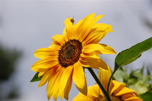 Zu Gast bei der Sonnenblume